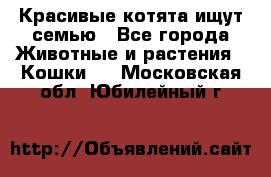 Красивые котята ищут семью - Все города Животные и растения » Кошки   . Московская обл.,Юбилейный г.